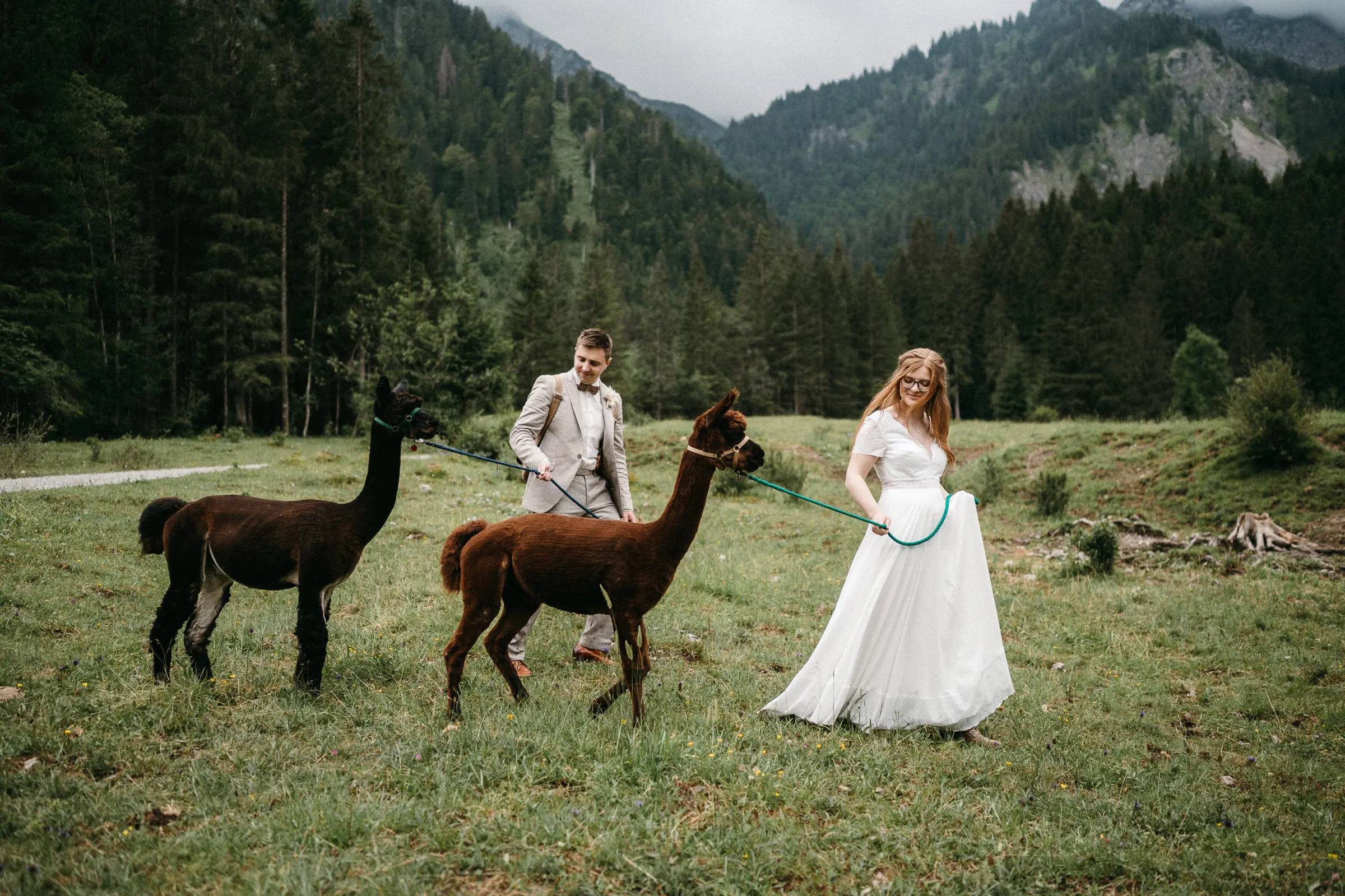 Alpaka-Wanderung als besonderes Erlebnis am Hochzeitstag